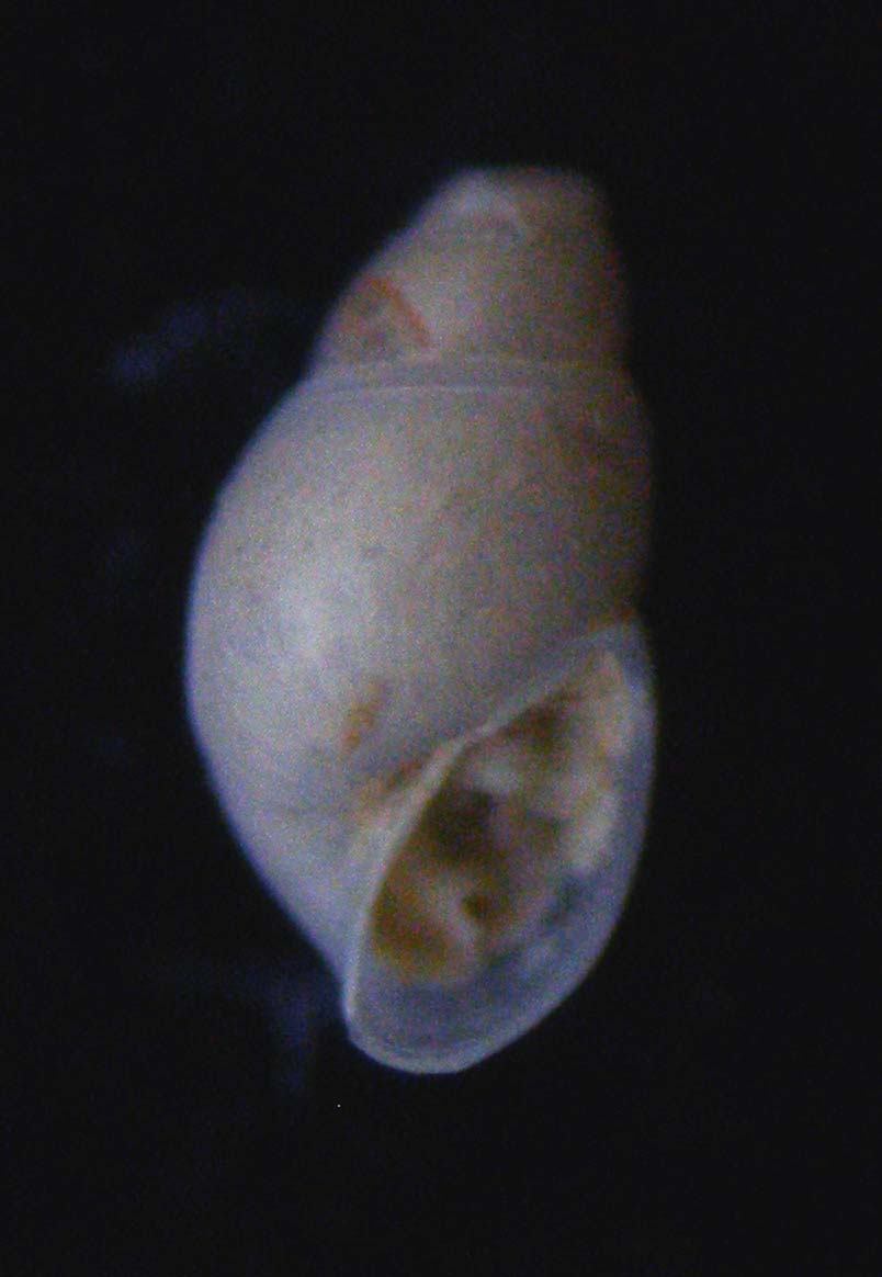 odostomia 1